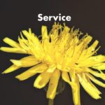 Service different than products
