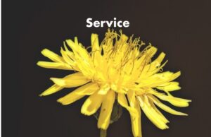 Service different than products